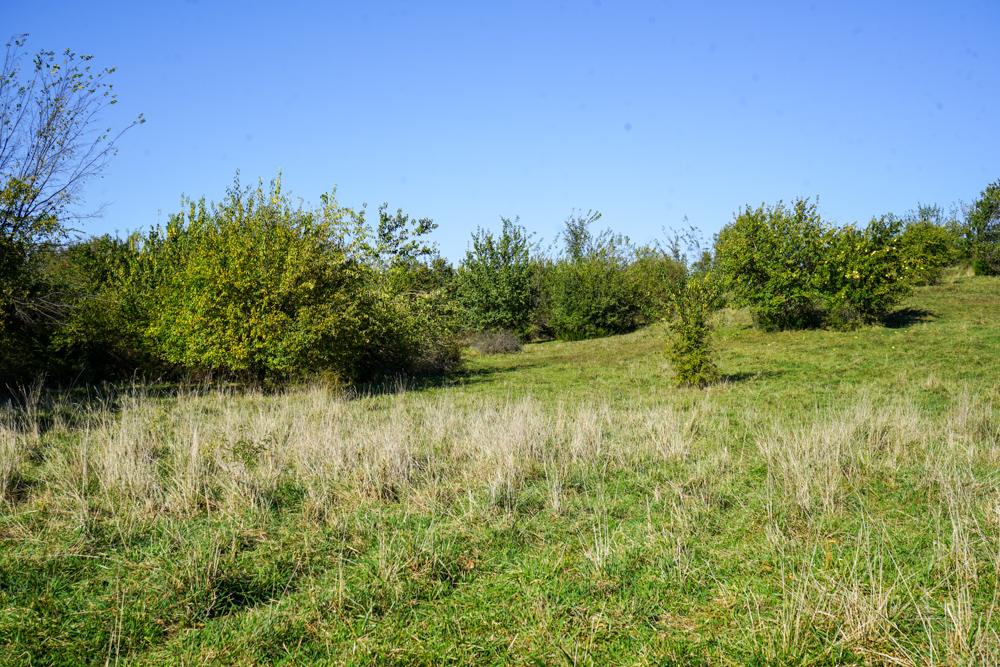 Exceptional Pasture Farm with World-Class Hunting & Recreational Potential