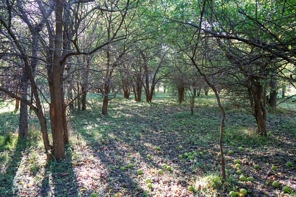 Exceptional Pasture Farm with World-Class Hunting & Recreational Potential