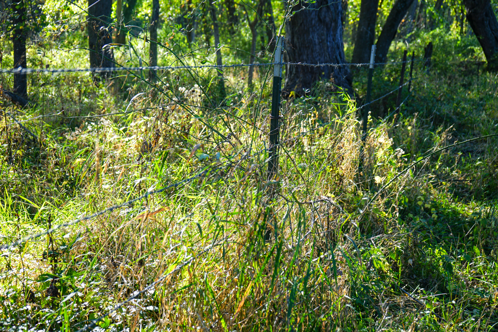 Exceptional Pasture Farm with World-Class Hunting & Recreational Potential