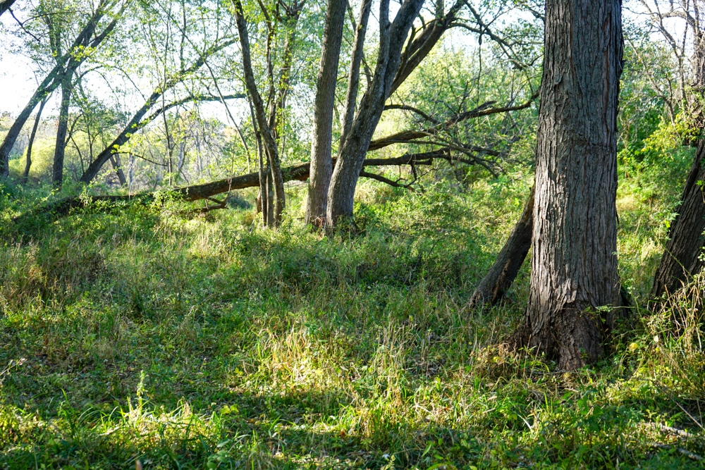 Exceptional Pasture Farm with World-Class Hunting & Recreational Potential