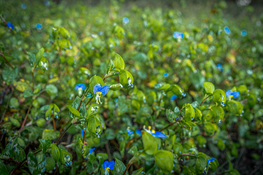 A Legacy of the Land - 316 Acres of Pride and Heritage