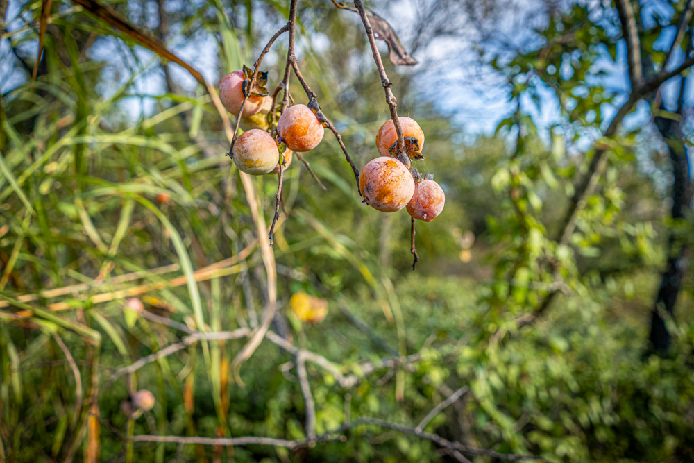 A Legacy of the Land - 316 Acres of Pride and Heritage