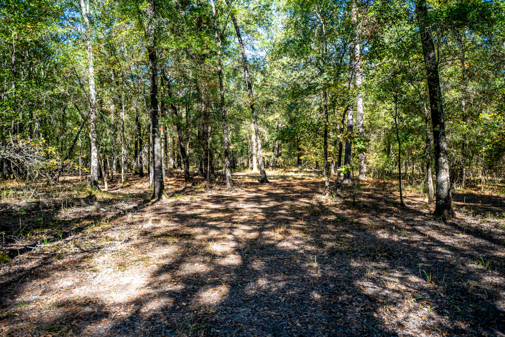 Prime East Texas Hunting Retreat - 42 Acres of Timber and Privacy