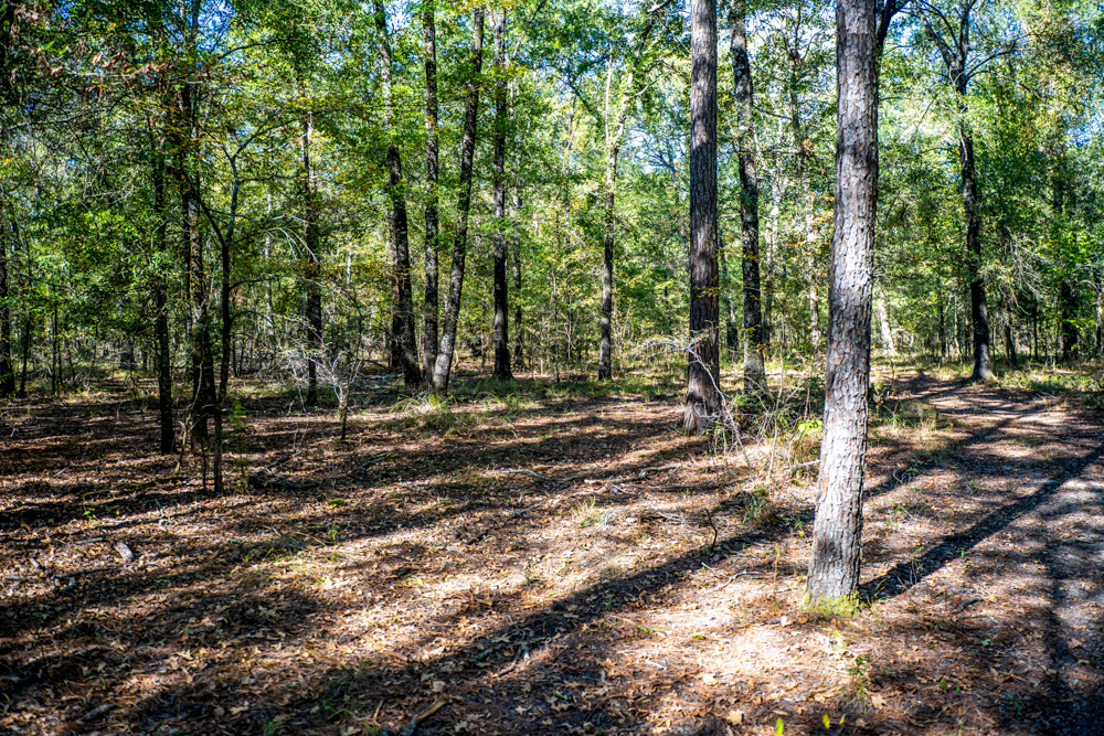 Prime East Texas Hunting Retreat - 42 Acres of Timber and Privacy