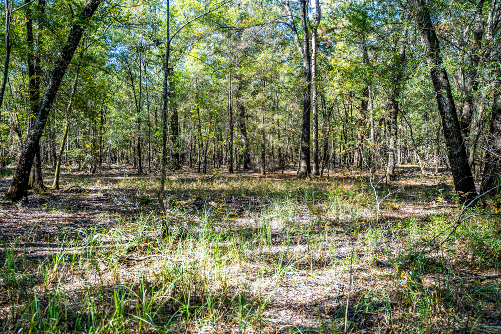 Prime East Texas Hunting Retreat - 42 Acres of Timber and Privacy