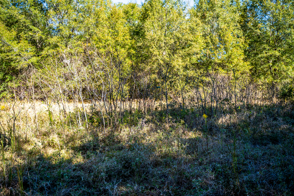 Prime East Texas Hunting Retreat - 42 Acres of Timber and Privacy