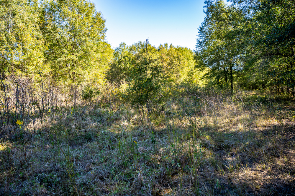 Prime East Texas Hunting Retreat - 42 Acres of Timber and Privacy