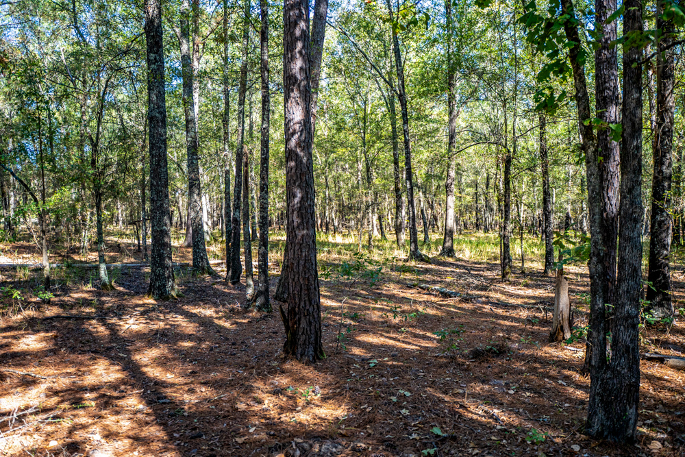 Prime East Texas Hunting Retreat - 42 Acres of Timber and Privacy