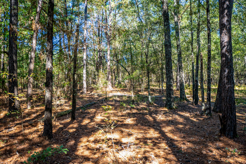 Prime East Texas Hunting Retreat - 42 Acres of Timber and Privacy