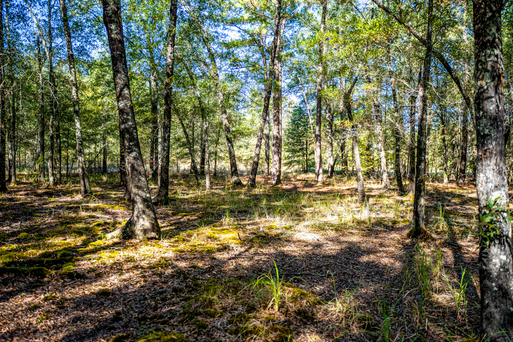 Prime East Texas Hunting Retreat - 42 Acres of Timber and Privacy