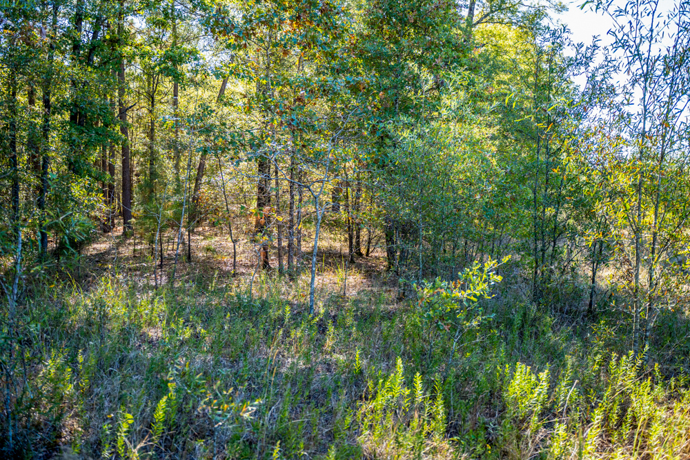 Prime East Texas Hunting Retreat - 42 Acres of Timber and Privacy