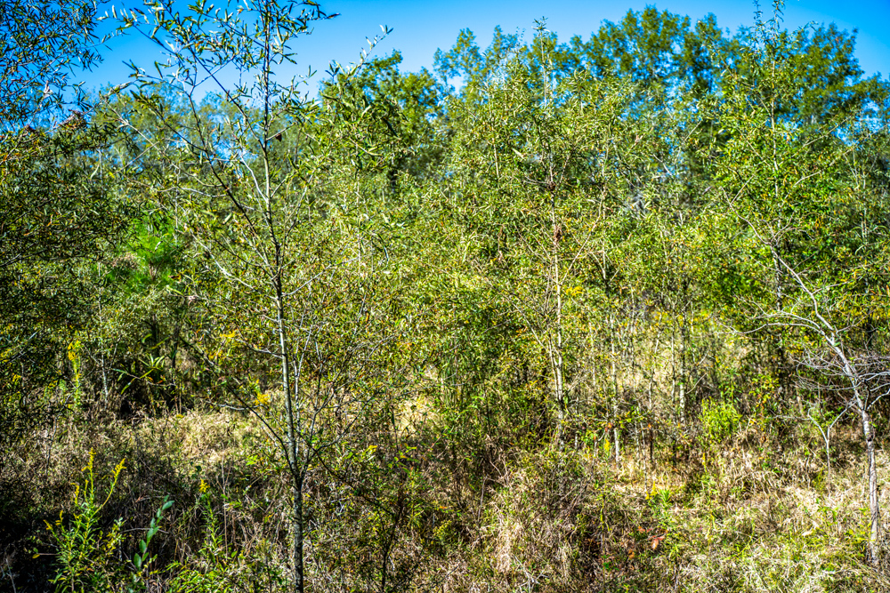 Prime East Texas Hunting Retreat - 42 Acres of Timber and Privacy
