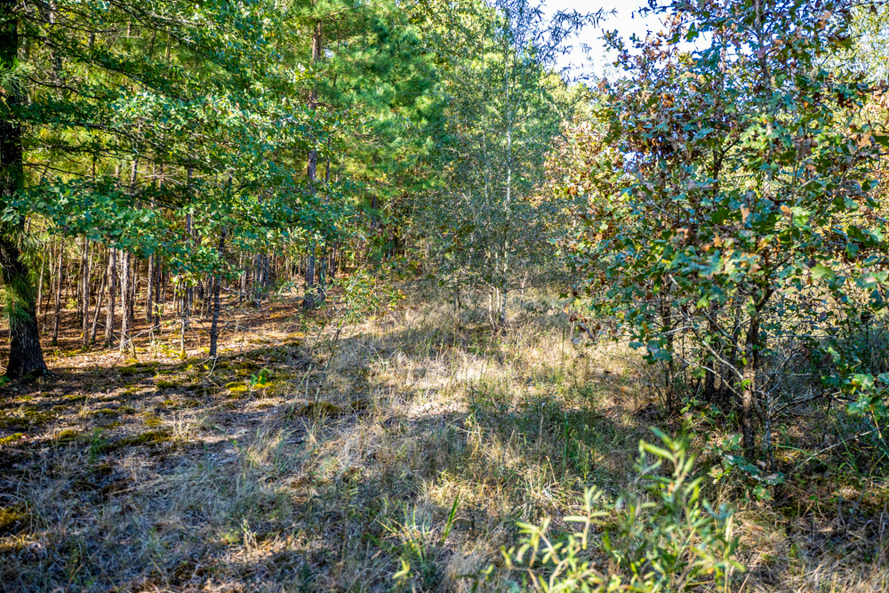 Prime East Texas Hunting Retreat - 42 Acres of Timber and Privacy