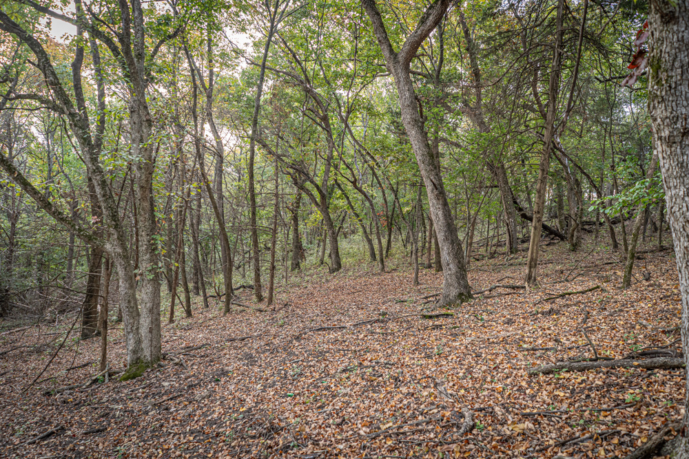 Big Bucks, Big Timber, and Big Income