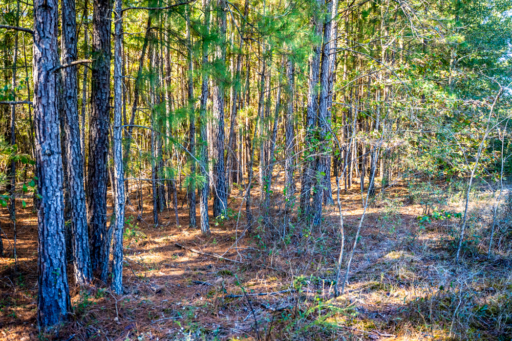 Prime East Texas Hunting Retreat - 42 Acres of Timber and Privacy