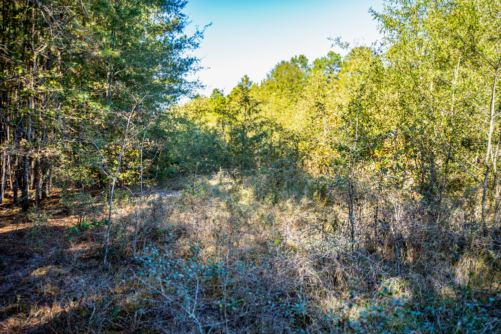 Prime East Texas Hunting Retreat - 42 Acres of Timber and Privacy