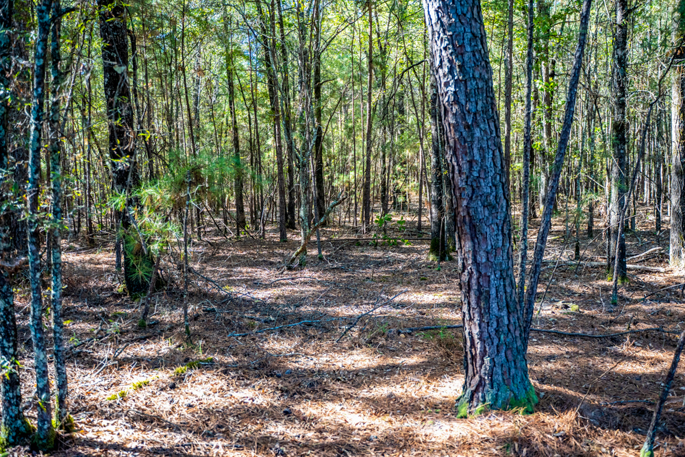 Prime East Texas Hunting Retreat - 42 Acres of Timber and Privacy