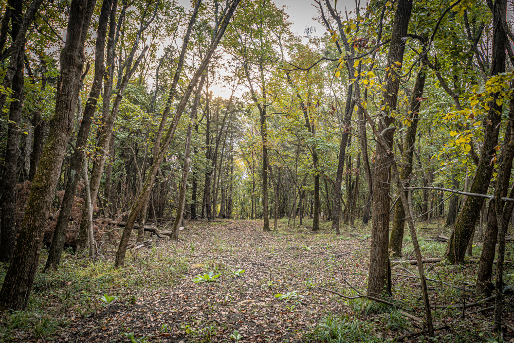 Big Bucks, Big Timber, and Big Income