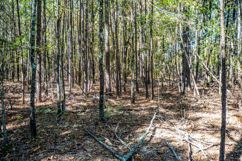 Prime East Texas Hunting Retreat - 42 Acres of Timber and Privacy