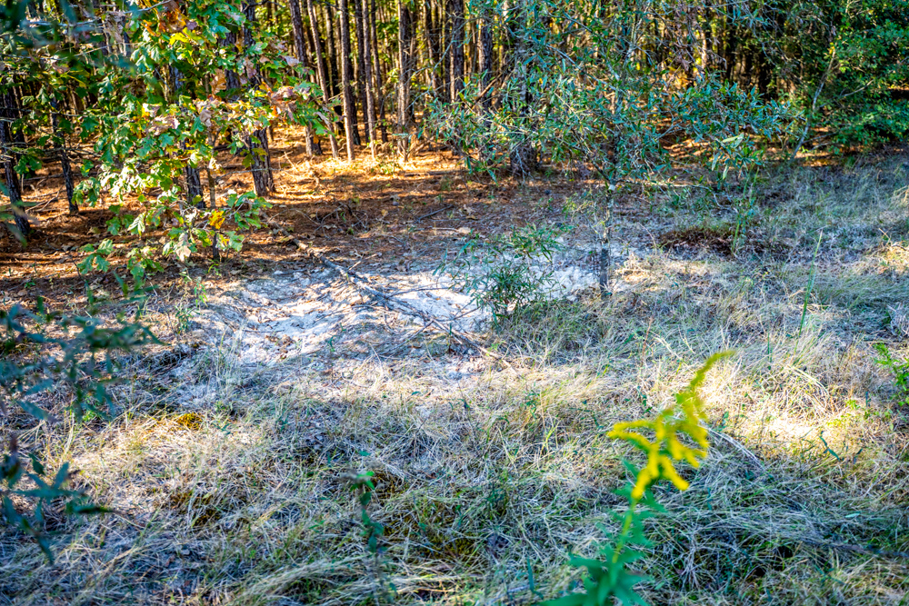 Prime East Texas Hunting Retreat - 42 Acres of Timber and Privacy