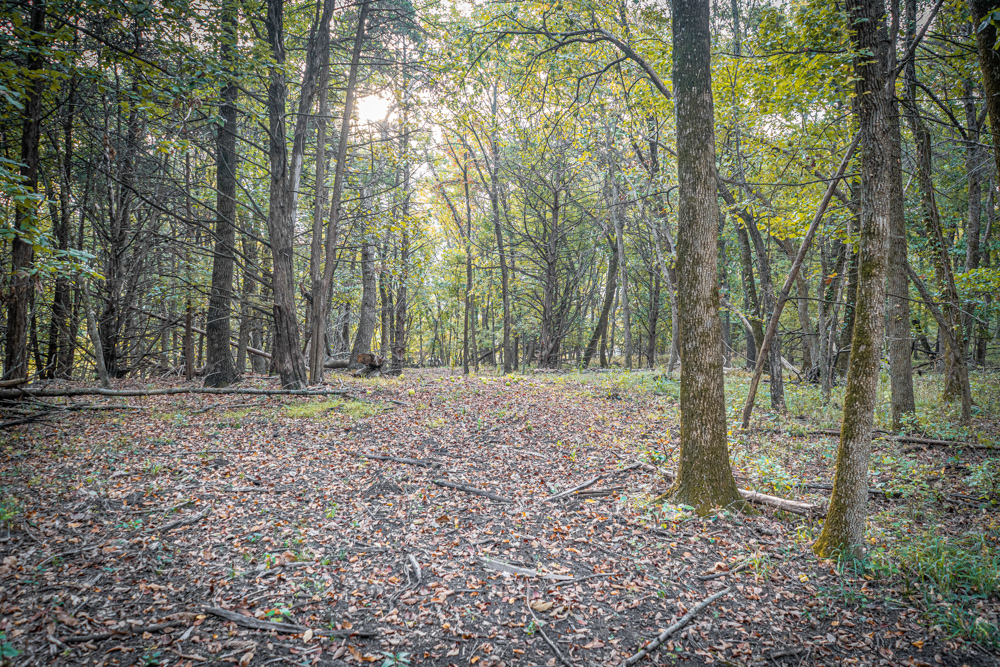 Big Bucks, Big Timber, and Big Income