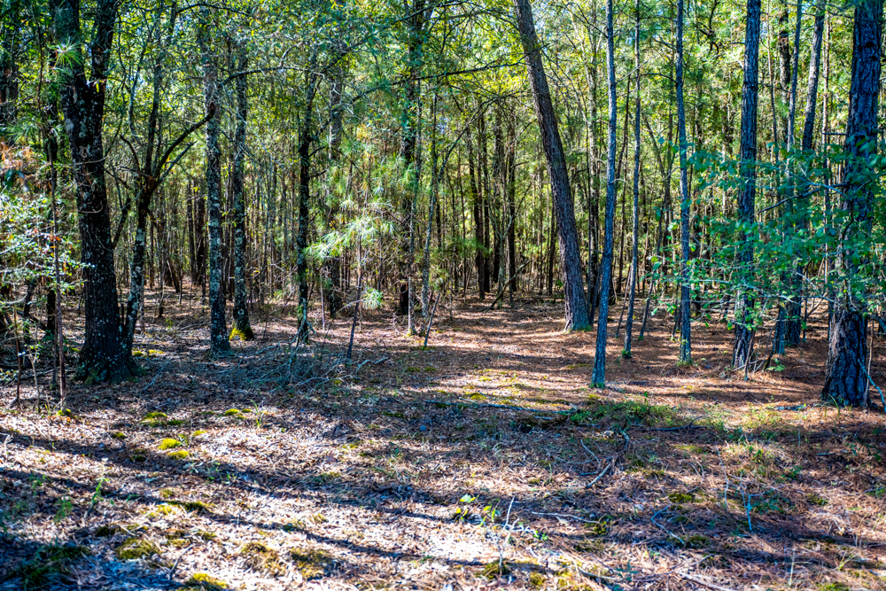 Prime East Texas Hunting Retreat - 42 Acres of Timber and Privacy