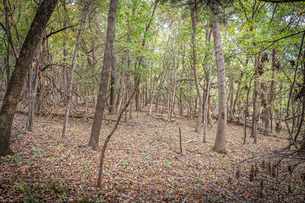 Big Bucks, Big Timber, and Big Income