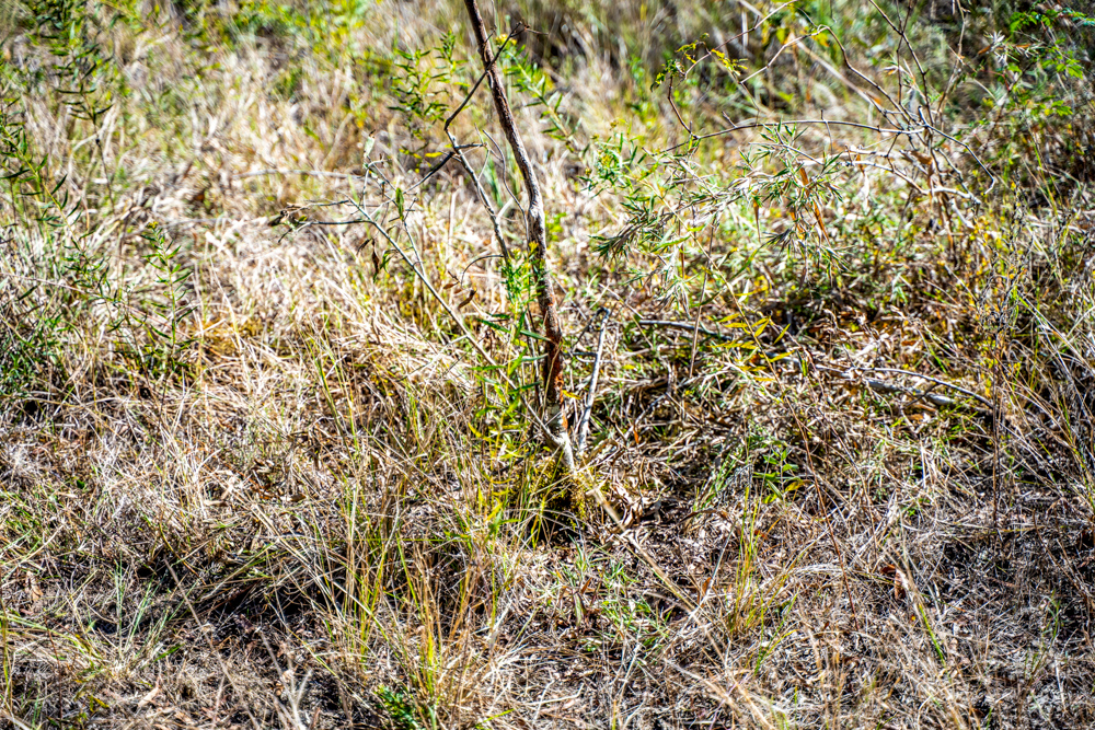 Prime East Texas Hunting Retreat - 42 Acres of Timber and Privacy