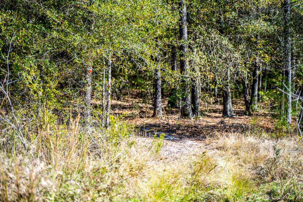 Prime East Texas Hunting Retreat - 42 Acres of Timber and Privacy