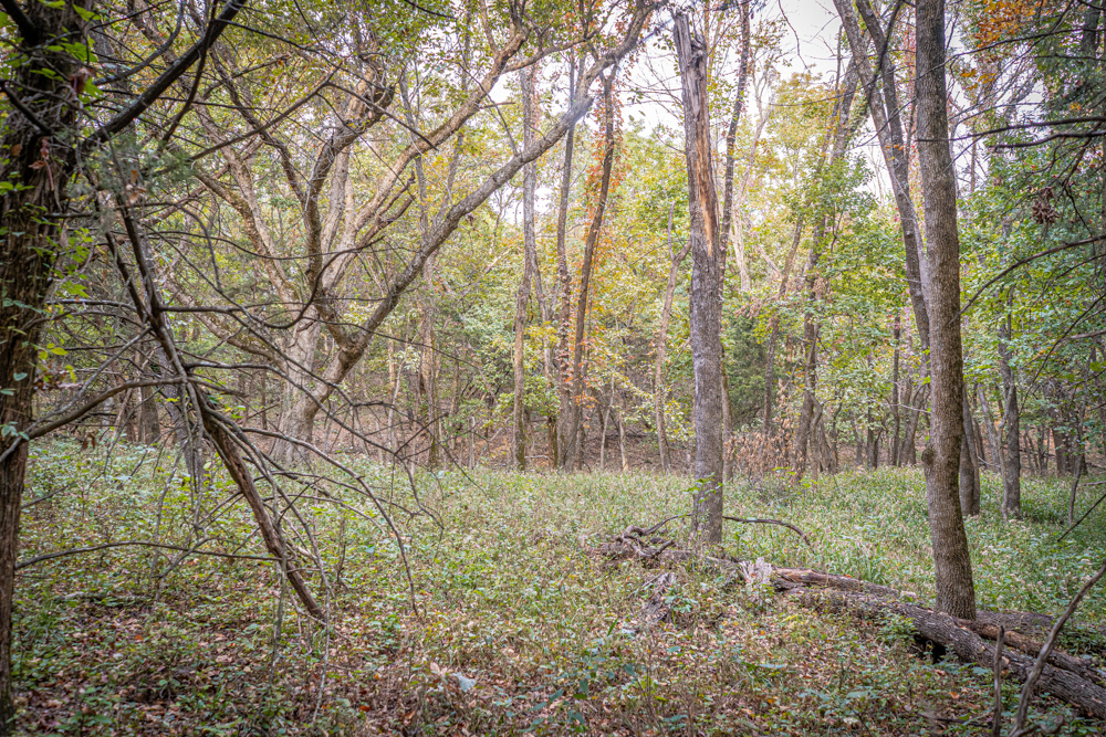 Big Bucks, Big Timber, and Big Income