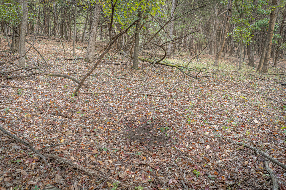 Big Bucks, Big Timber, and Big Income