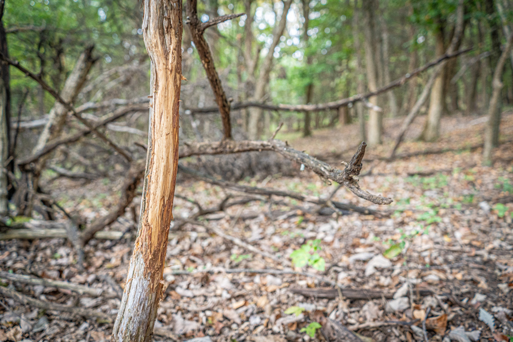 Big Bucks, Big Timber, and Big Income