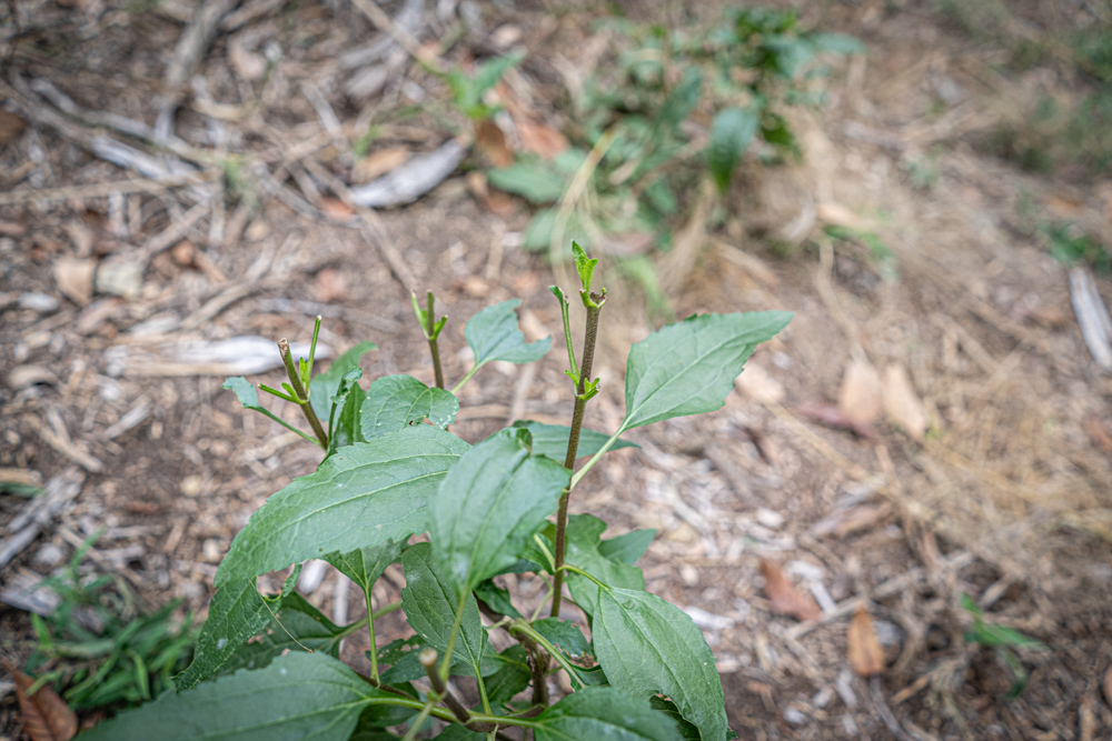 Big Bucks, Big Timber, and Big Income
