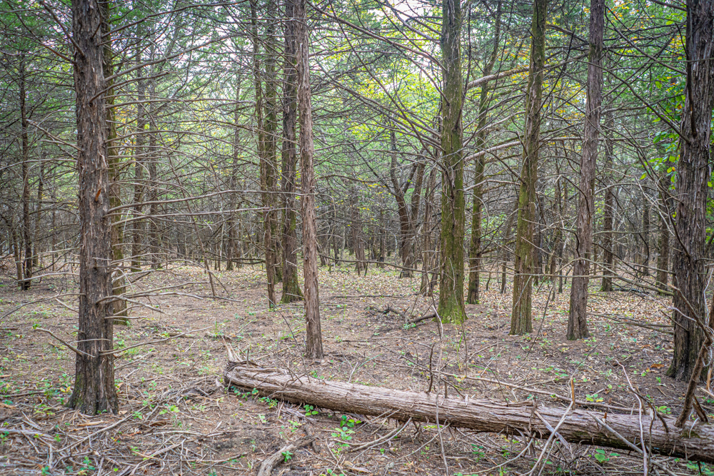 Big Bucks, Big Timber, and Big Income