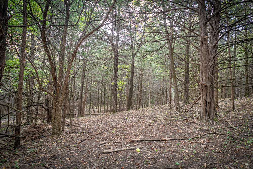 Big Bucks, Big Timber, and Big Income