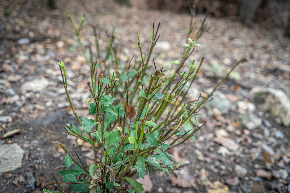 Big Bucks, Big Timber, and Big Income