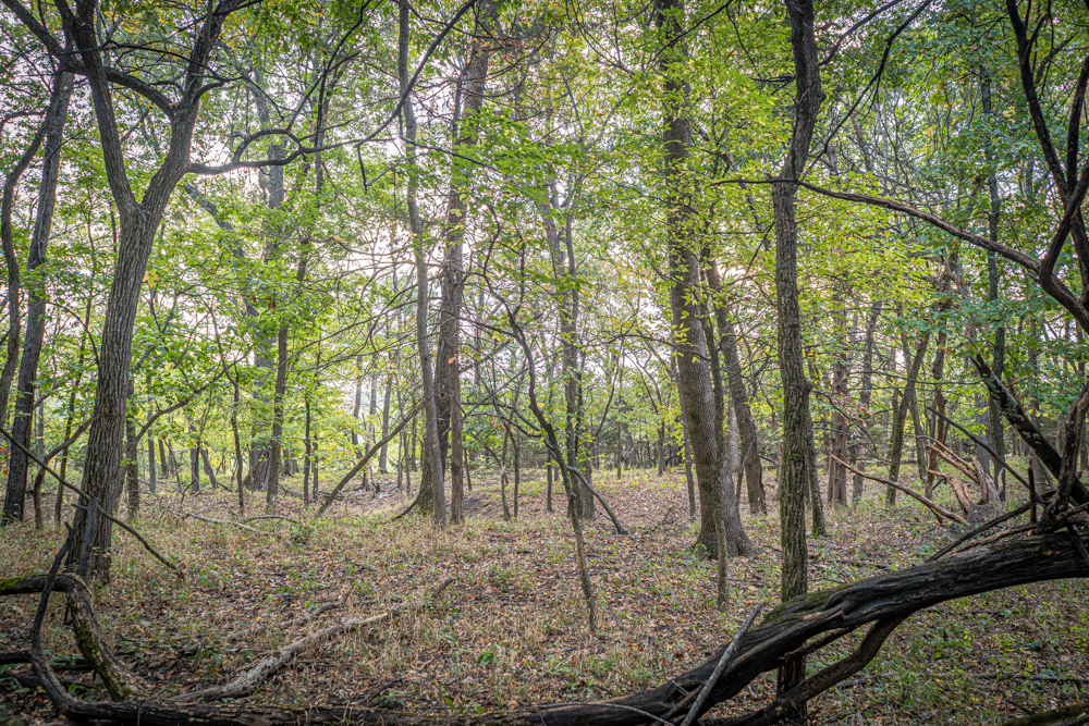 Big Bucks, Big Timber, and Big Income