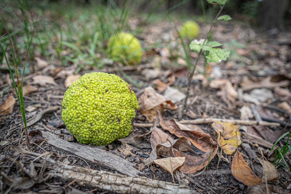 Big Bucks, Big Timber, and Big Income