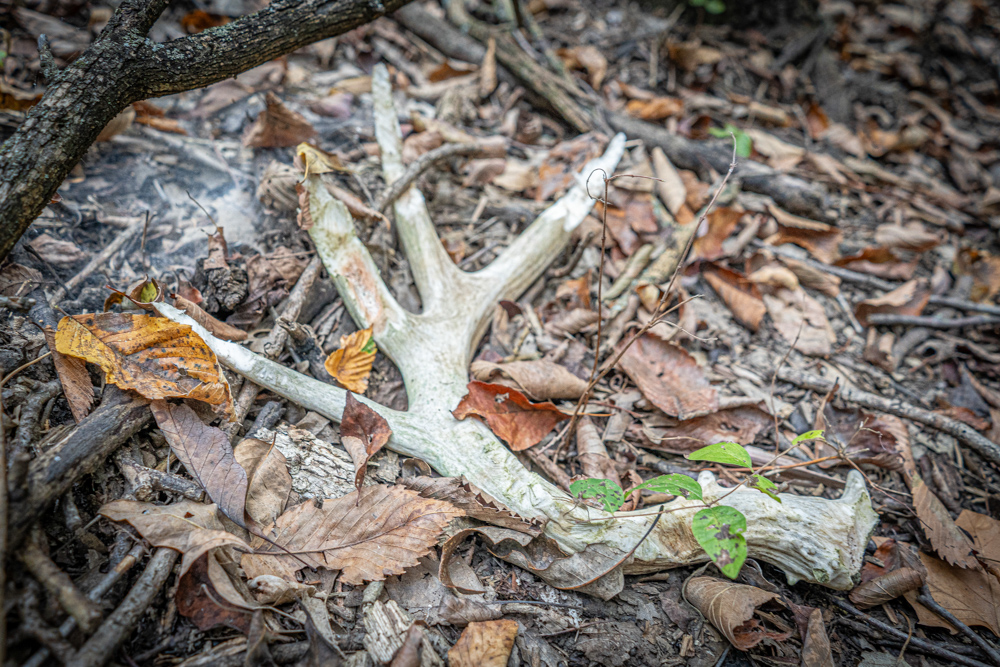 Big Bucks, Big Timber, and Big Income