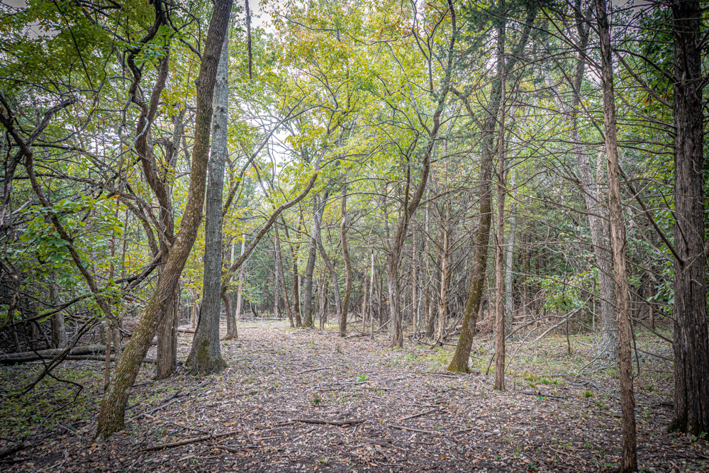 Big Bucks, Big Timber, and Big Income