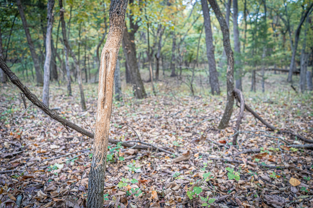 Big Bucks, Big Timber, and Big Income