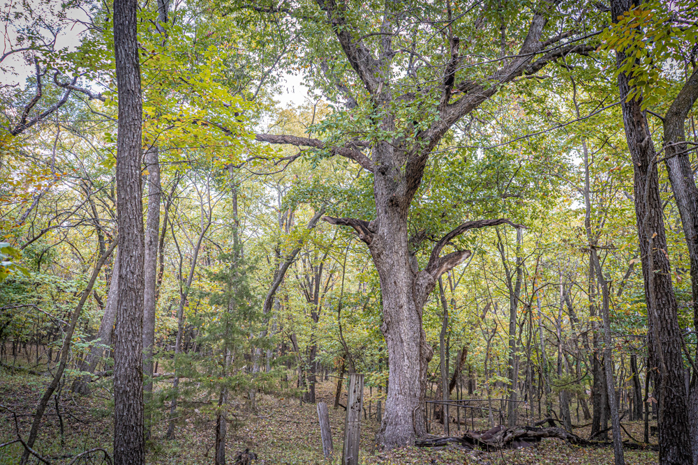 Big Bucks, Big Timber, and Big Income