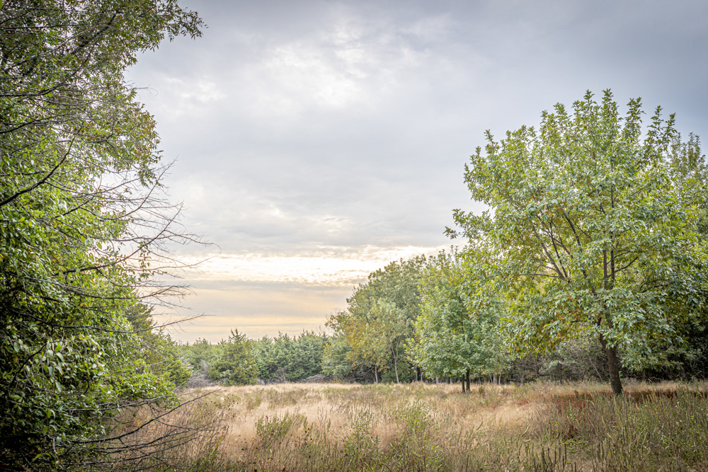 Big Bucks, Big Timber, and Big Income
