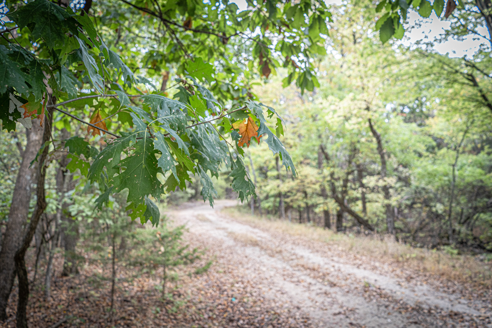 Big Bucks, Big Timber, and Big Income