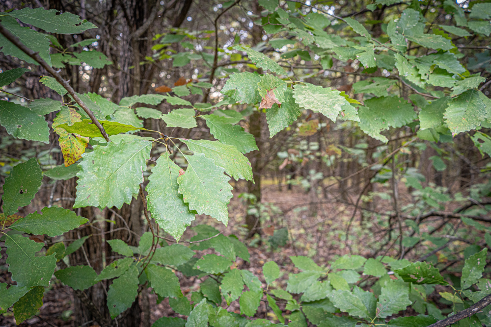 Big Bucks, Big Timber, and Big Income