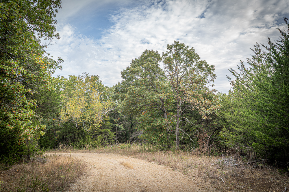 Big Bucks, Big Timber, and Big Income