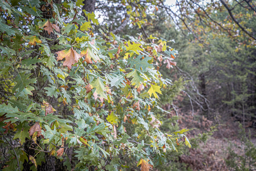 Big Bucks, Big Timber, and Big Income