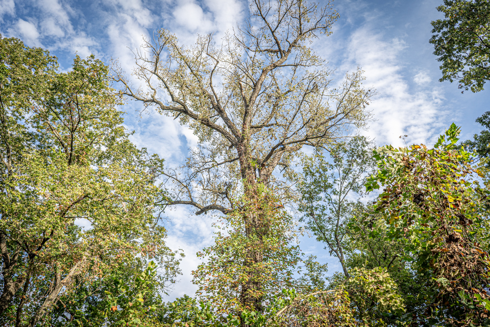 Big Bucks, Big Timber, and Big Income