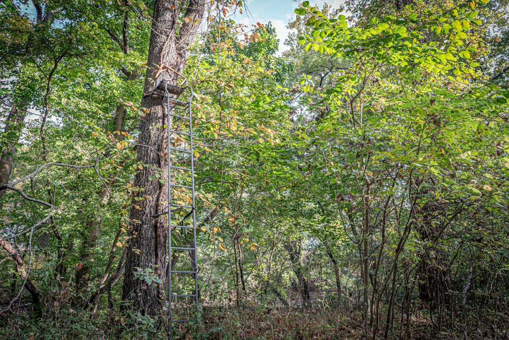 Big Bucks, Big Timber, and Big Income