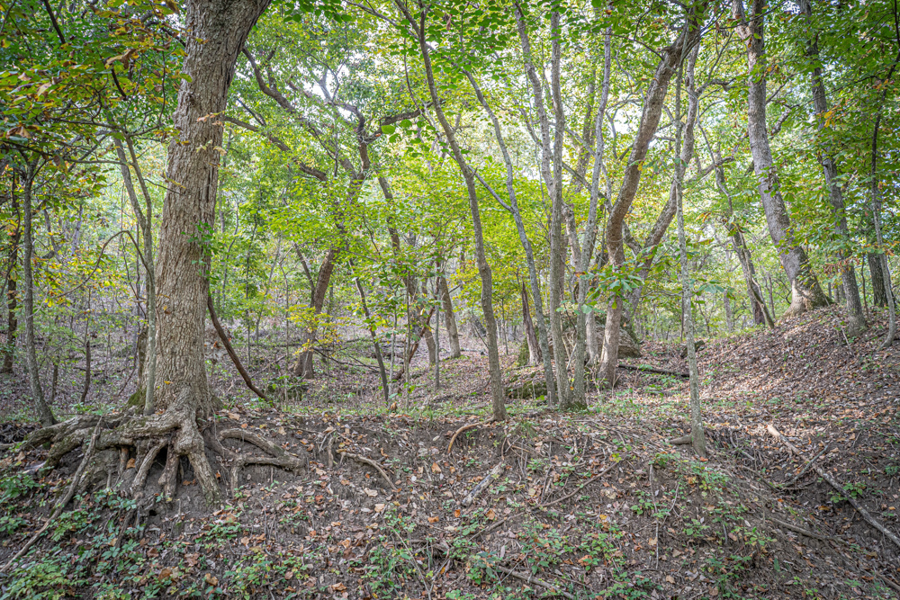 Big Bucks, Big Timber, and Big Income